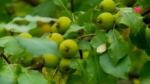 Яблони Тюмени