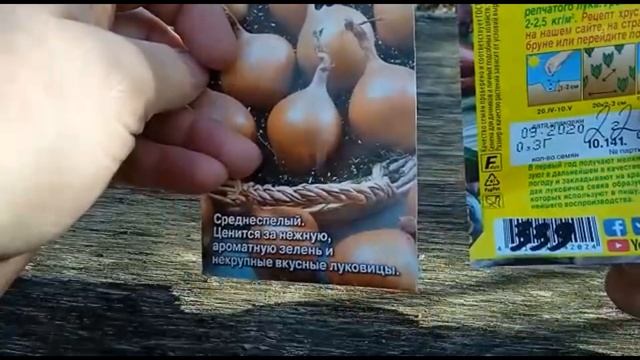 как я выращиваю лук севок из чернушки
