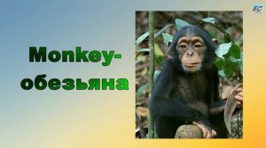 Animals for kids - животные на английском