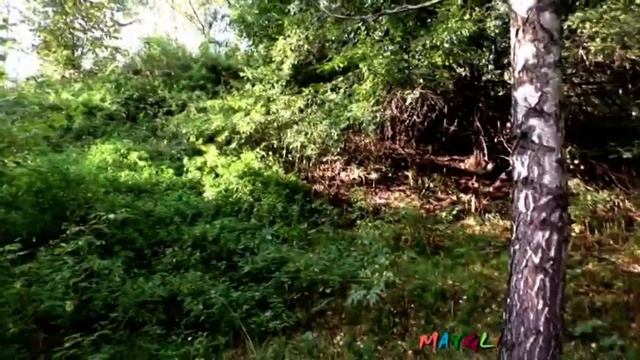 Как я заблудилась в безлюдном лесу Старые Батеки. Смоленск. смотреть онлайн