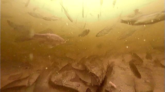 Супер Простая прикормка Которая Соберет всю Рыбу с Водоема смотреть онлайн