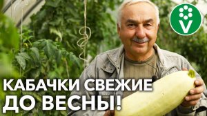 КАБАЧКИ БУДУТ СВЕЖИМИ НА 2 МЕСЯЦА ДОЛЬШЕ, если убирать и хранить их ТАК!