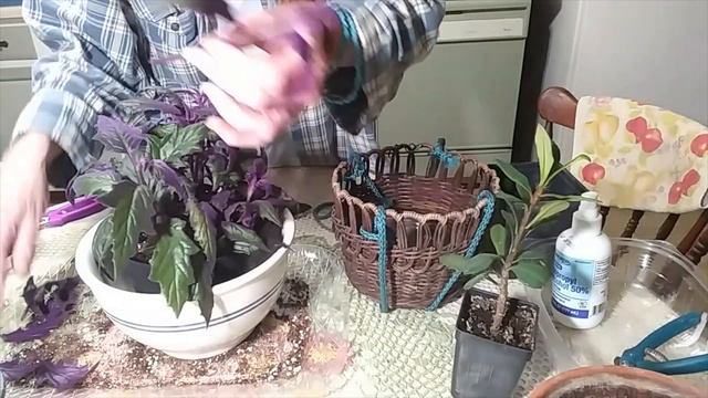 Repotting Purple Velvet & Crown of Thorns