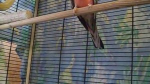 Розовобрюхие попугайчики