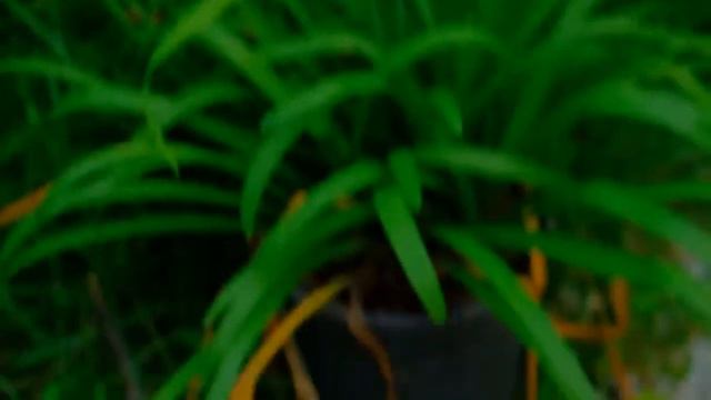 Тулбагия смотреть онлайн