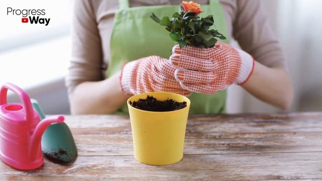 1 Чайная Ложка Под Любой Домашний Цветок И Цветение Пышное Будет Постоянно! смотреть онлайн