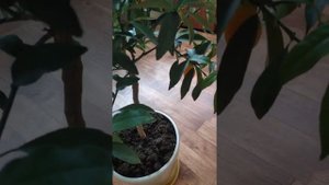 Кумкват Маргарита. Комнатные цитрусовые растения. Kumquat Margarita. Brief history of life