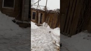 Агасиевские бойные голуби Артака в Москве.