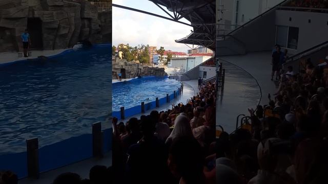 #batumi #delfinarium #батуми #дельфинарий #грузия #georgia