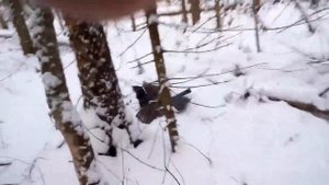 ИЖ-27. 16 КАЛИБР. ОХОТА НА ГЛУХАРЯ. НА ПРОМЫСЛОВОМ УЧАСТКЕ. ДОБЫЧА ЕСТЬ!