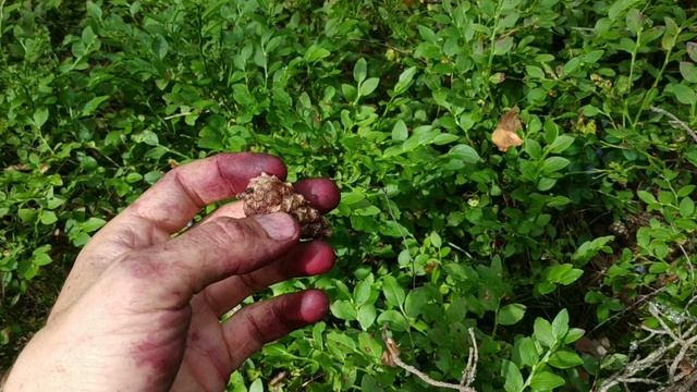 ГДЕ СОБИРАТЬ ЧЕРНИКУ. Черничные места. Как найти Чернику в лесу. СБОР ЧЕРНИКИ В БЕЛАРУСИ 2021 смотреть онлайн