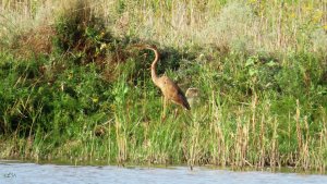 Разноцветные Цапли