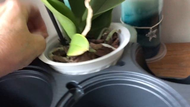 ОРХИДЕЙ много не бывает! смотреть онлайн