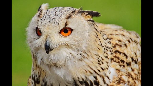 Забавные Птицы // Сова// Белая Сова смотреть онлайн