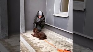 Правильная укладка в команде "Лежать" для щенков. Дрессировка собак