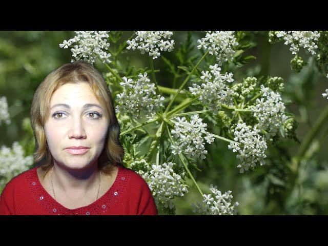Купила экстракт БОЛИГОЛОВА. Разбираюсь- ПОЛЬЗА или ВРЕД. Влияние ЯДОВ на организм.