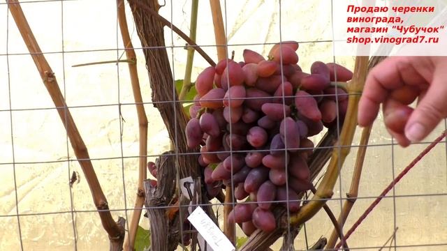Виноград ТАЛДУН хрустящая конфетка на моем участке, красив и вкусен, сладкий, крупный- мечта дачник смотреть онлайн