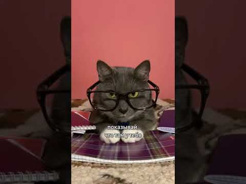 Что если бы котики ходили в школу