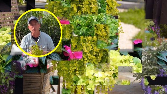 Goldilocks Creeping Jenny | Lysimachia nummularia | Ground Cover смотреть онлайн