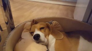 Бигль и его сладкие сны #биглюша #бигль #бигльлилита #бигльспб #смешноевидео #бигльспб #виделивидио