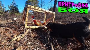 Притравка Ягдтерьера на фазана. Фазан чуть не крякнул от разрыва сердца)