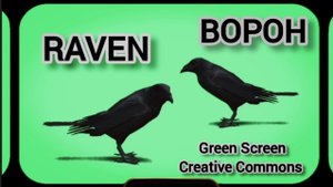 Ворон Green Screen футаж. Хромакей анимация ворон на зелёном фоне.