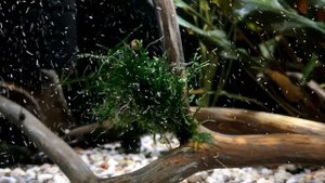 ГЛАВНОЕ О СОДЕРЖАНИЕ ДИСКУСОВ