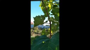 Необходимые работы на молодом винограднике в сентябре.