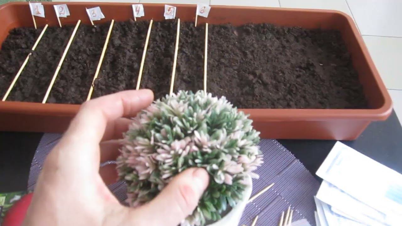 Посадили помидоры на рассаду. Начинаем дачный сезон! смотреть онлайн