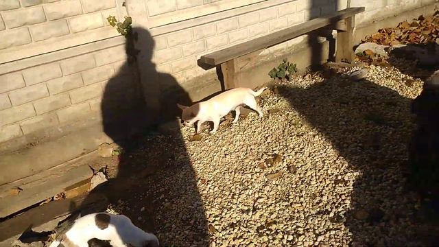 4 декабря 2020 года, Доброе прекрасное утро от чихуахуа Кастропуло Симферополь Крым смотреть онлайн