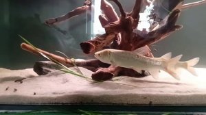 Белый амур и друг карась в аквариуме 1.5м - метровом аквариуме