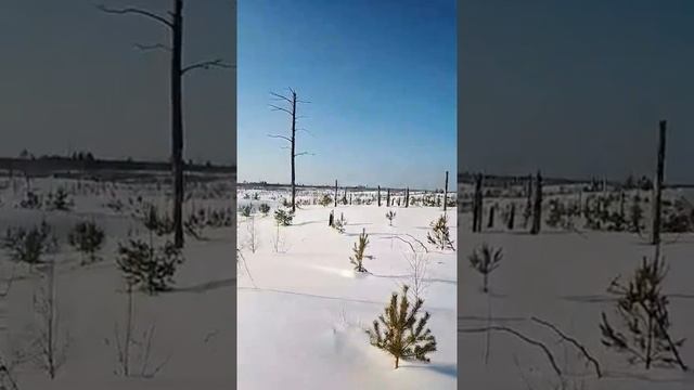 ЗМУ- 2022 в Керженском заповеднике: громкий восторг