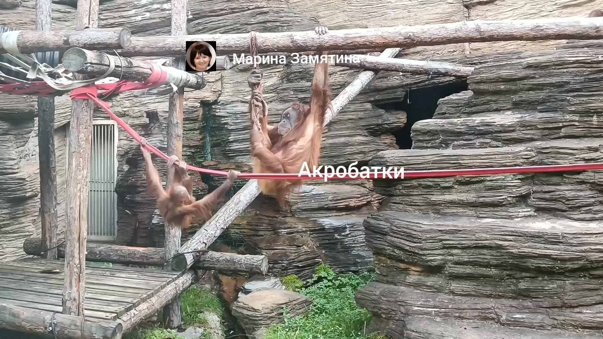 Орангутаны мама Чава и дочка Алиса акробатки.