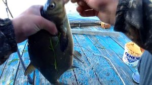 КРУПНЫЙ ЛЕЩ НА ЧЕСНОК!