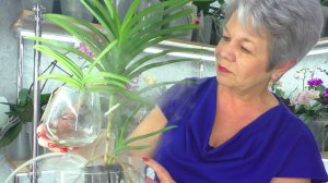 Орхидея Королевская Ванда "Горячая фуксия" и маленькая Аскоценда "Церковь Моны".