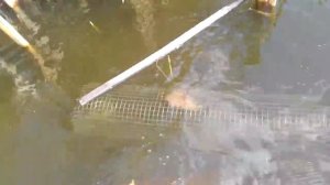 самодельная раколовка из строительной сетки