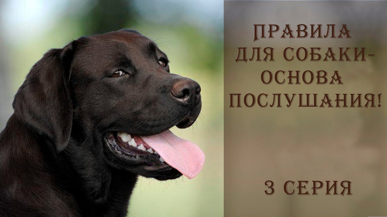 Почему собака не слушается? смотреть онлайн