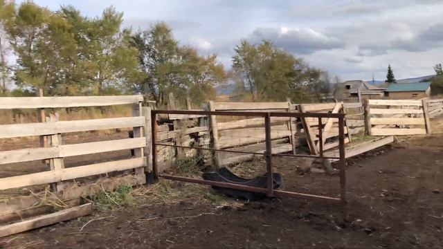 Новый Навес для коров . смотреть онлайн