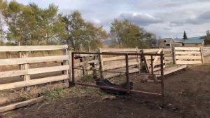 Новый Навес для коров .