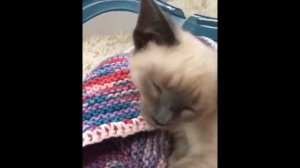 Ми ми ми Милые Животне / Видео Подборка 2021 Милых, Пушистых и Смешных Животных / Милота