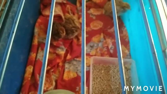 Роза с сайта "мой садовод".Вывелись перепелята смотреть онлайн