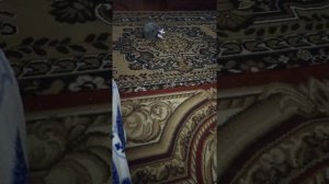 Чертёнок с пушистым хвостом )))