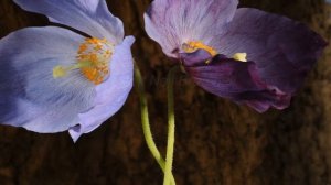 Himalayan Blue Poppy, Meconopsis flower time lapse