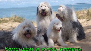 Собака породы Бобтейл