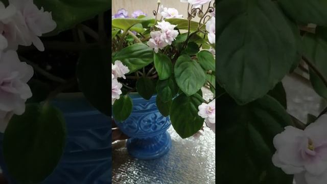 @user-it8he5yc2d Robs Vanilla Trail враження від сорту смотреть онлайн