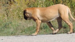 NOLLA NEW ISAN. Английский мастиф.  English Mastiff.