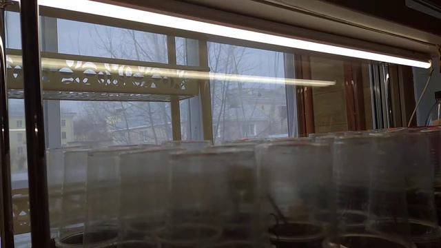 07.11.21 результат осеннего укоренения клематисов. смотреть онлайн