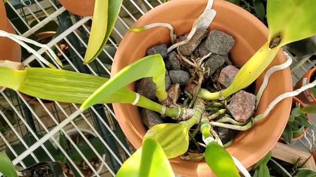 Cattleya rex in bloom • Pathology lab results • Catasetinae growing fast • 19 March 2022