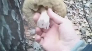 Путешествие в лес. Сбор грибов