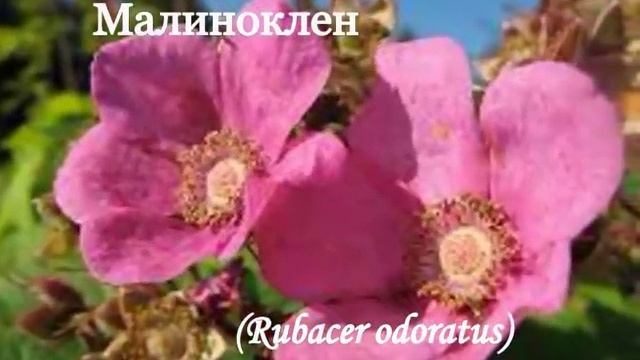 РОЗОВАЯ клумба-подборка 70 цветов.Flowers For Pink Gardenbed